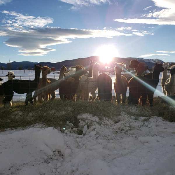 Our Alpacas